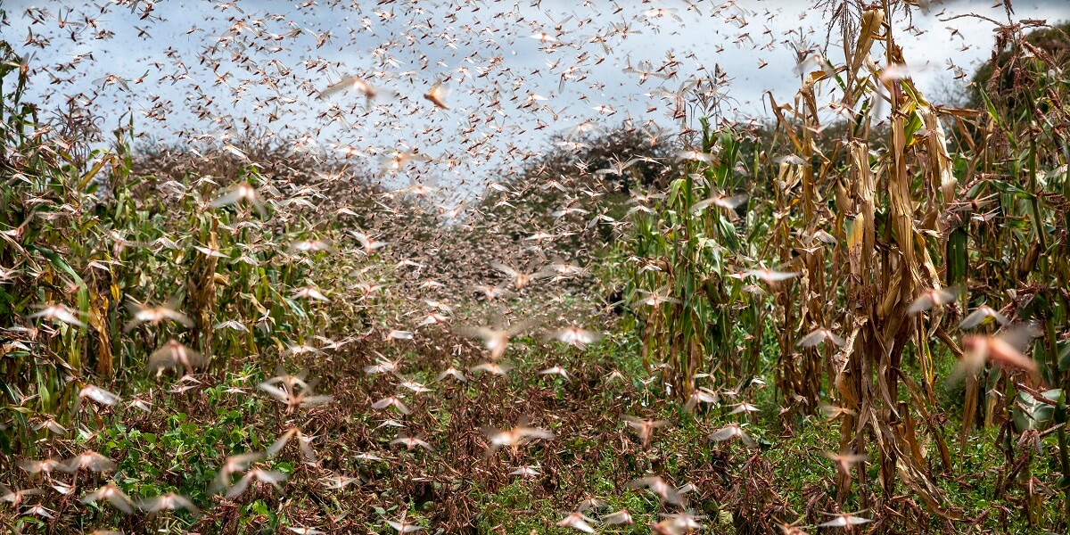 Locusts swarm into northern Uganda as Oxfam looks toward a $5m ...